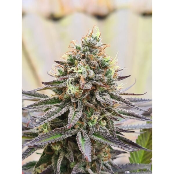 Gorilla Super Glue - Image 5