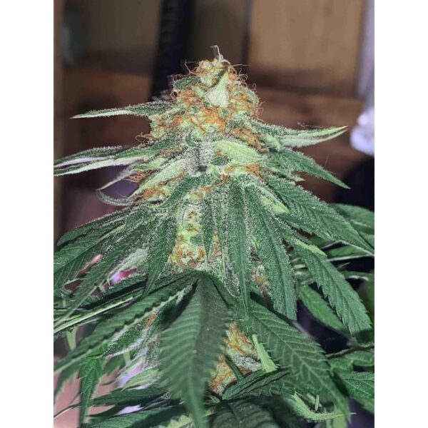 Green Papaya - Image 4