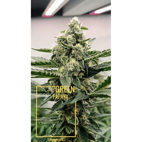 Green Papaya - Image 3