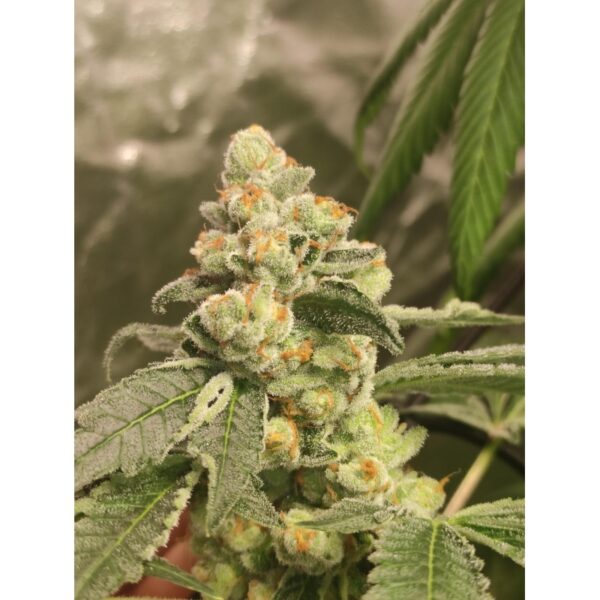 Green Papaya - Image 2