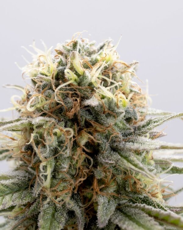 Girl Scout Cookies Auto - Image 2