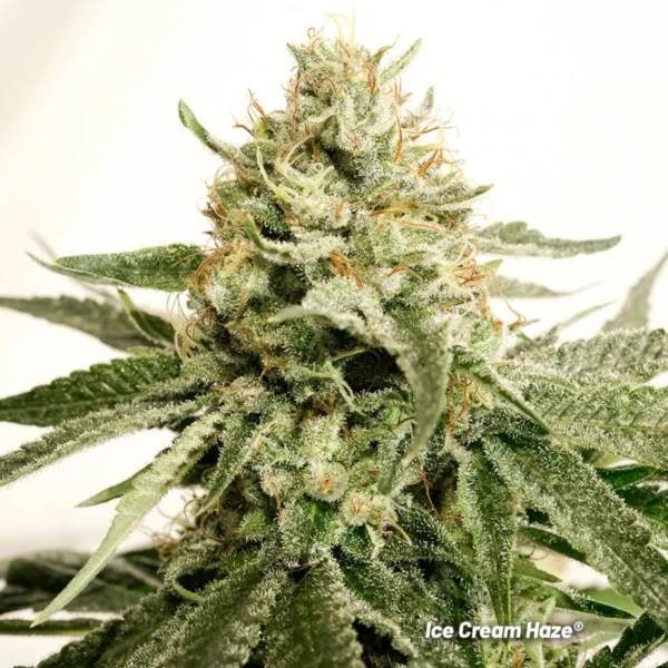 Ice Cream Haze - Image 2