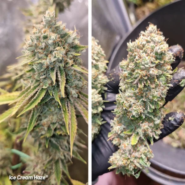 Ice Cream Haze - Image 3