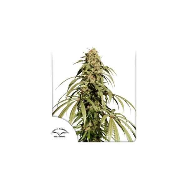Ice Cream Haze - Image 4