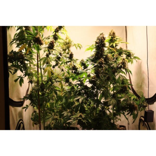 Kosher Haze - Image 3