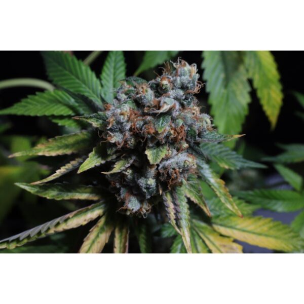 Kosher Haze - Image 2