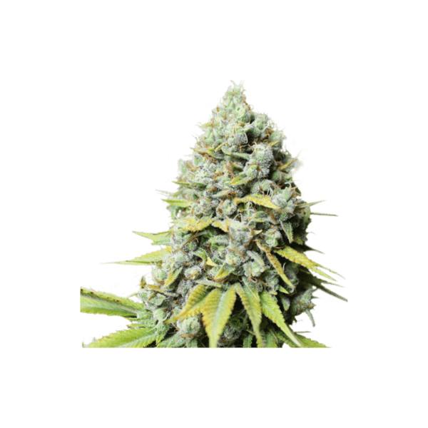 Kosher Haze - Image 4