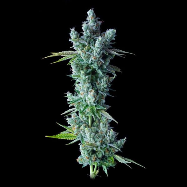 Kosher Dawg - Image 2
