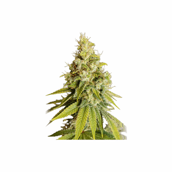 Lemon Og - Image 4