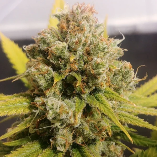 Lemon Z - Image 3