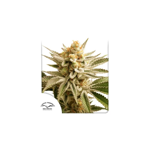 Lemon Z - Image 5