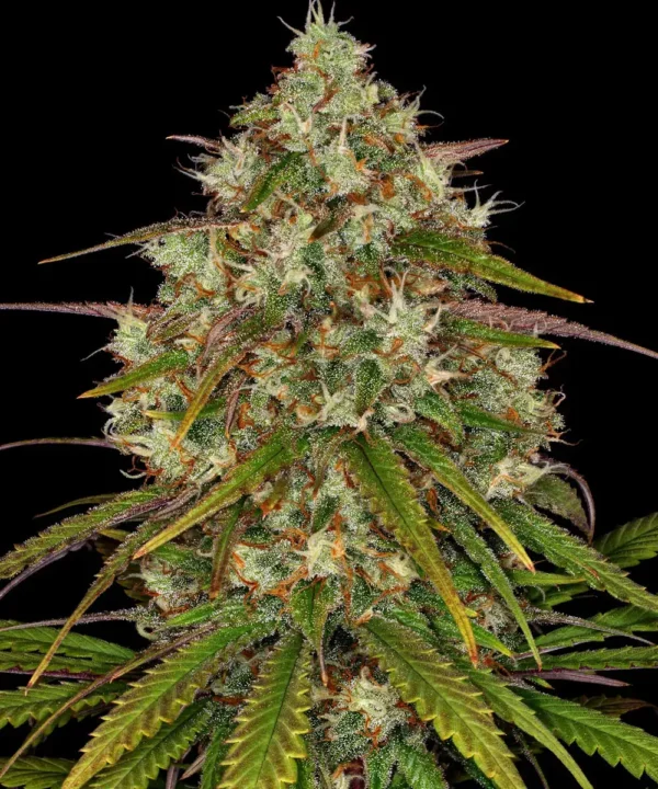 Liberty Haze - Image 3