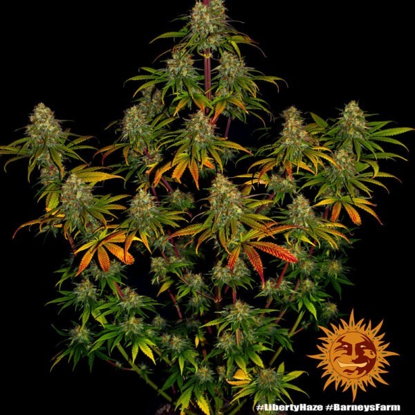 Liberty Haze - Image 2