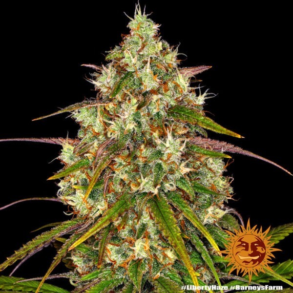 Liberty Haze - Image 4