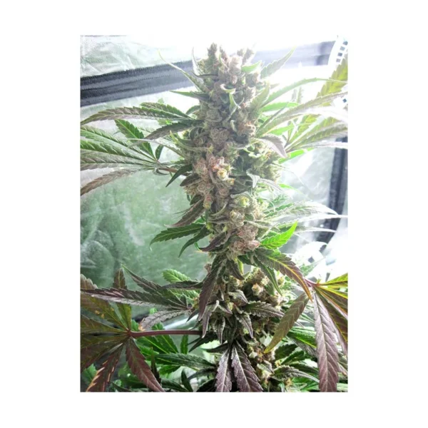 Master Kush - Imagem 3