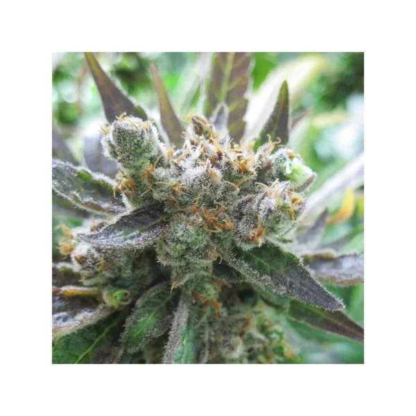 Master Kush - Imagem 2