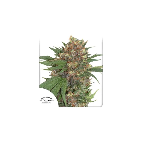 Master Kush - Imagem 4