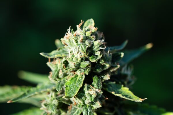 Gelato - Imagem 3
