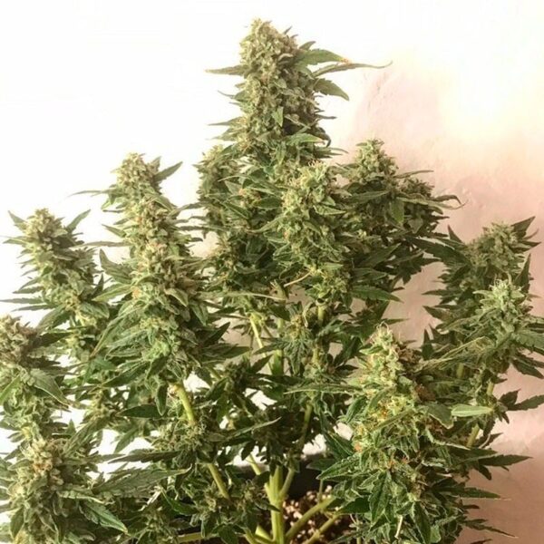 Moby Dick Auto - Image 2