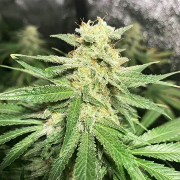Nicole Kush - Imagem 2