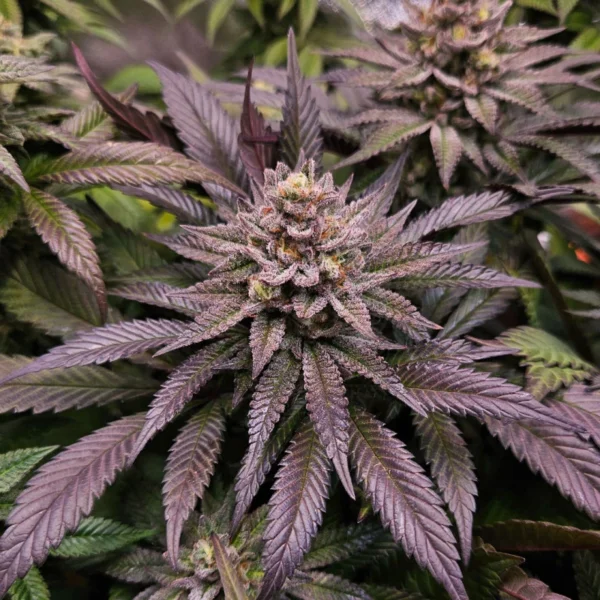 Orange Bud 2.0 - Image 2