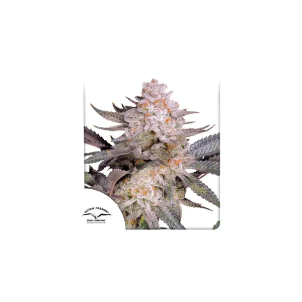 Orange Bud 2.0 - Image 4