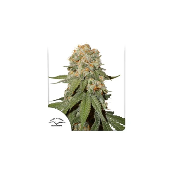 Orange Bud - Image 4