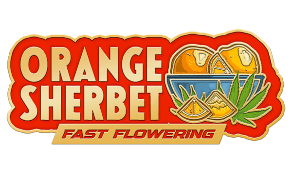 Orange Sherbet Faster Flowering
