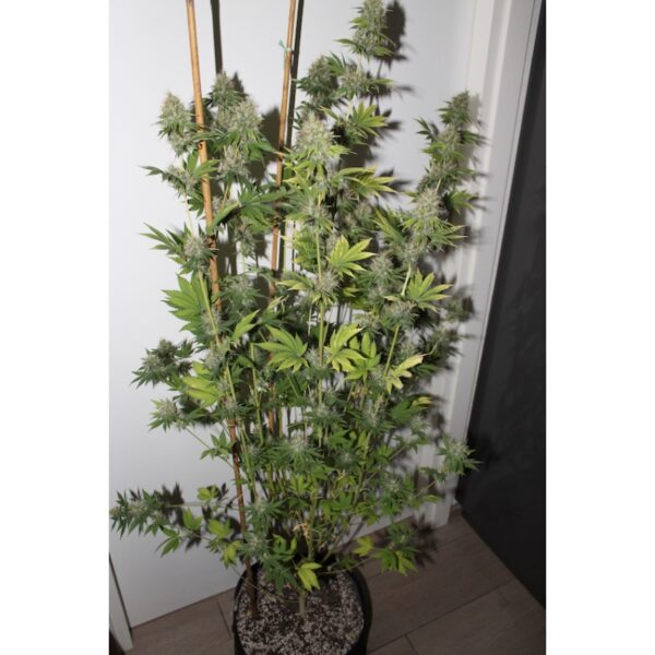 Pineapple Poison - Image 2