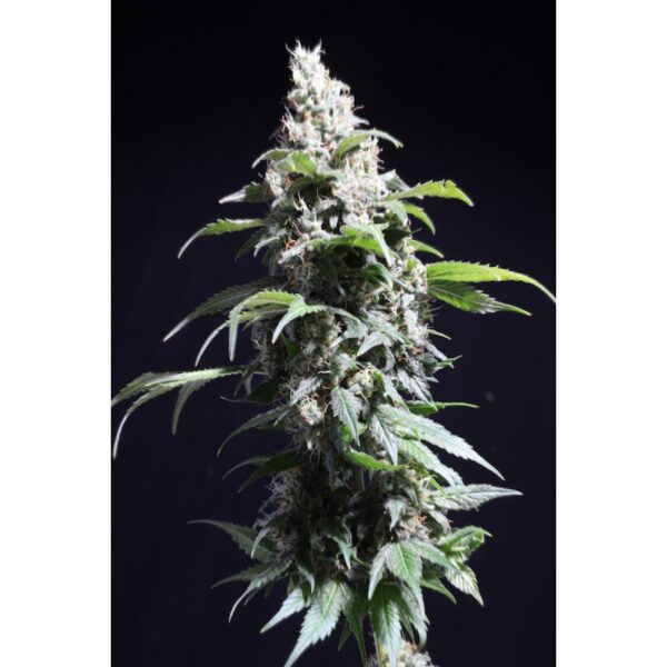 Pineapple Poison - Image 3