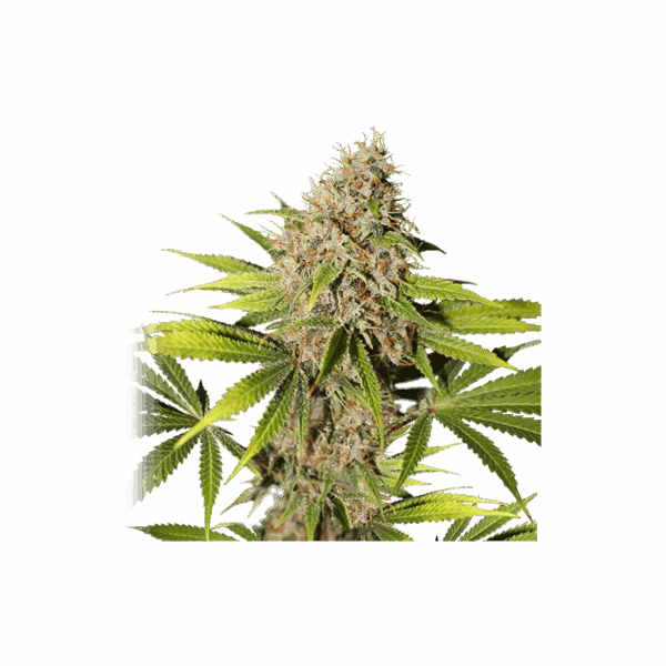 Pineapple Poison - Image 4