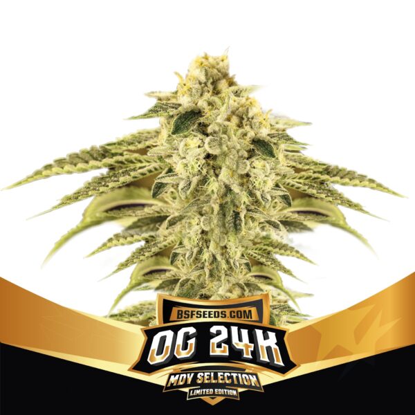 OG 24K Limited Edition - BSF - Imagem 2