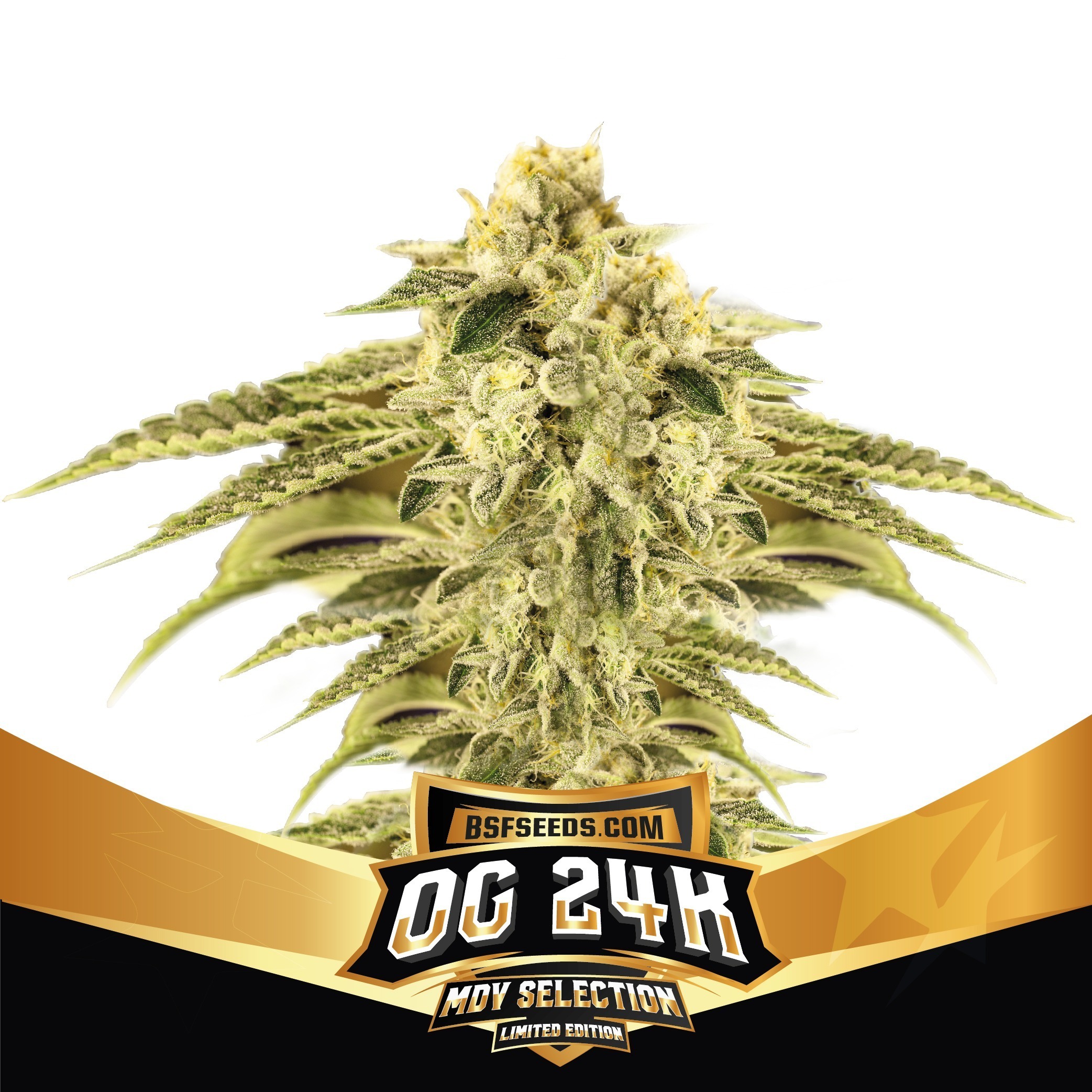 OG 24K Limited Edition - BSF - Imagem 2