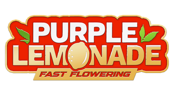 Purple Lemonade Faster Flowering