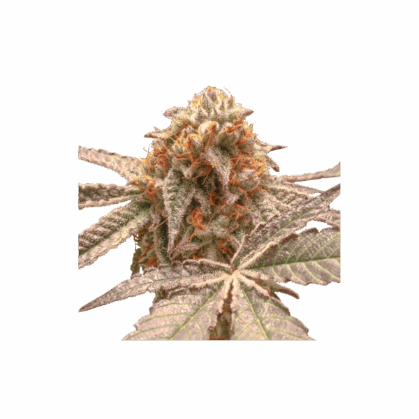 Purple OG Punch - Image 2