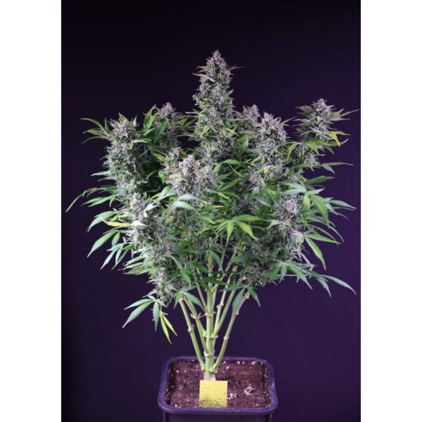 Purple OG Punch - Image 3