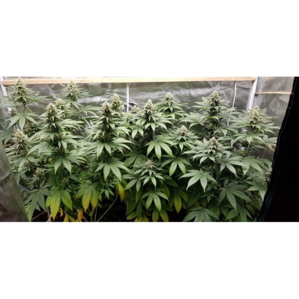 Purple OG Punch - Image 4