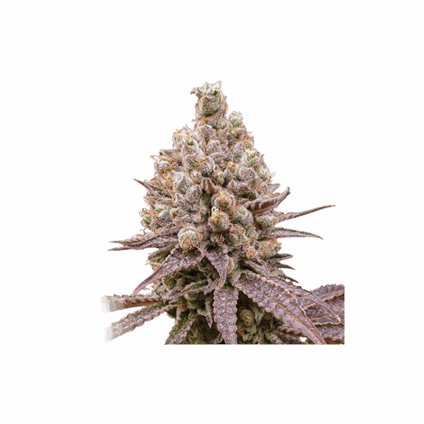 Purple OG Punch - Image 5