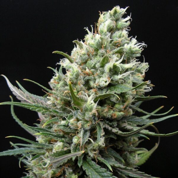 Ripper Haze - Image 2