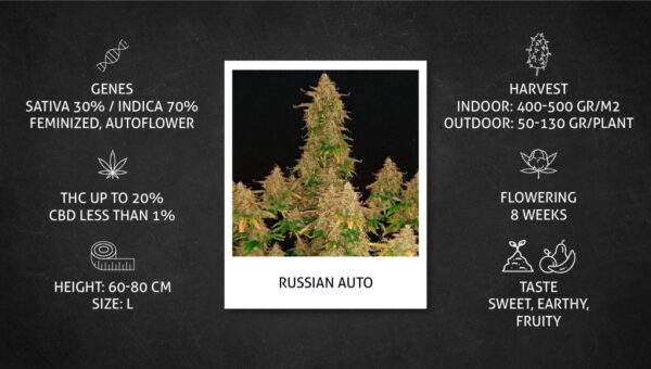 Russian Auto - Imagem 3