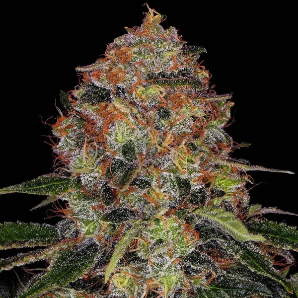 Shiskaberry - Imagem 2