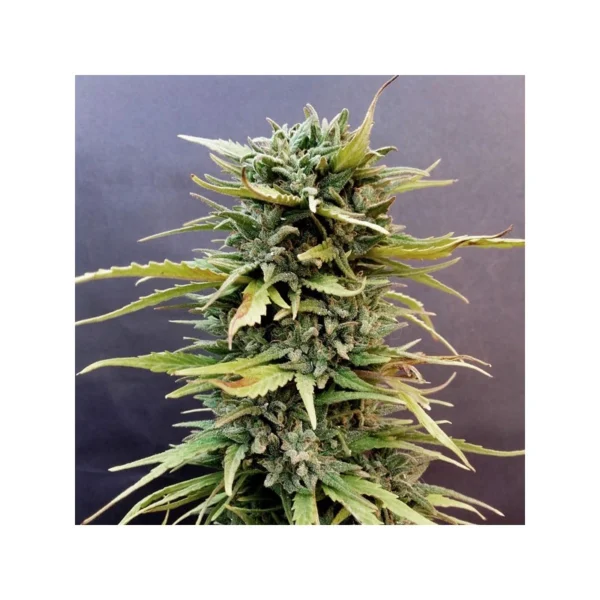 Skunk #11 - Image 2
