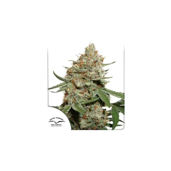 Skunk #11 - Image 4