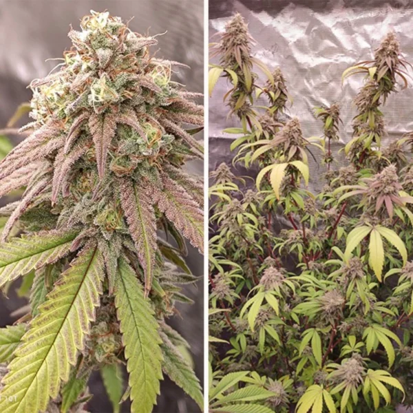 Skywalker Haze - Imagem 3