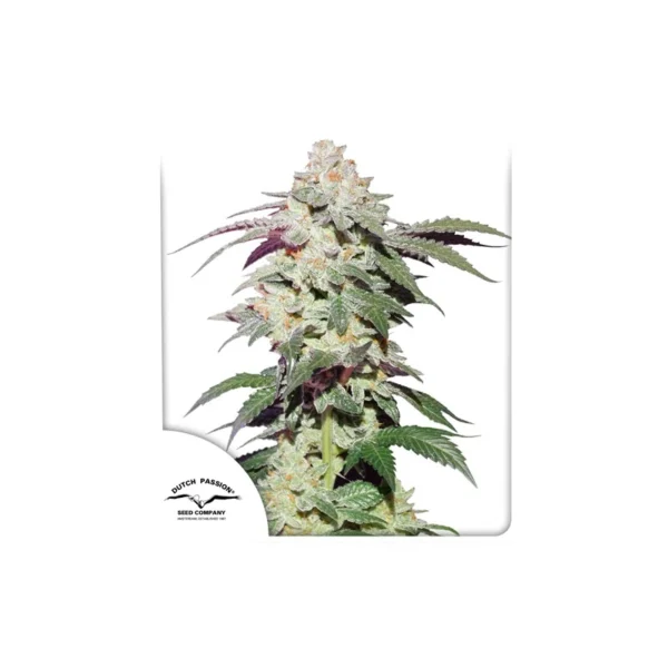 Skywalker Haze - Imagem 4