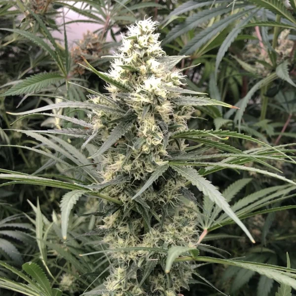 Snow Bud - Image 3