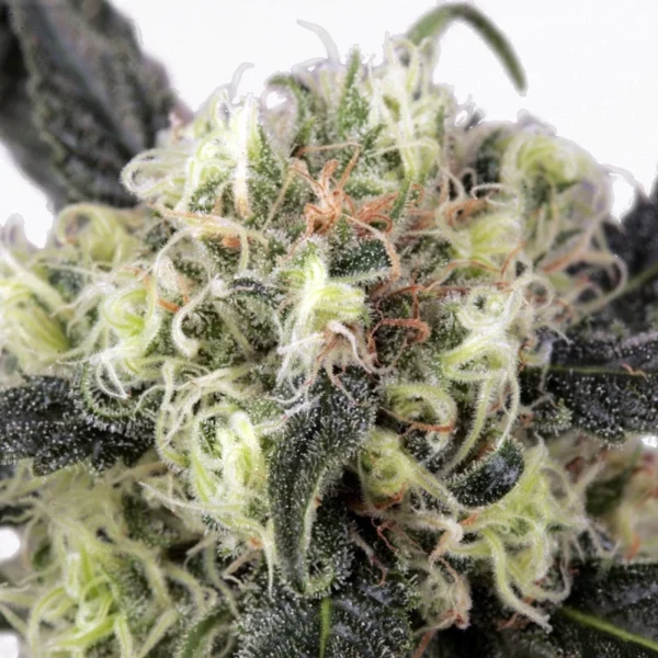 Snow Bud - Image 2