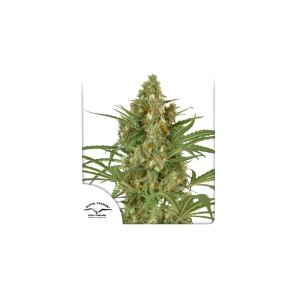 Snow Bud - Image 4