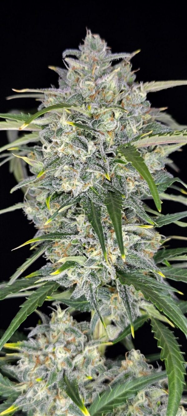 Sour Jealousy Auto - Image 3