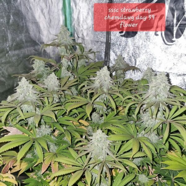 Strawberry Chemdawg OG - Image 2